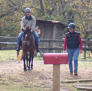 Paso Fino Test-rides