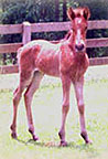 Amelia at  1 week old 