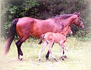 Amy with Insignia at 1 week old showing the Paso Fino gait