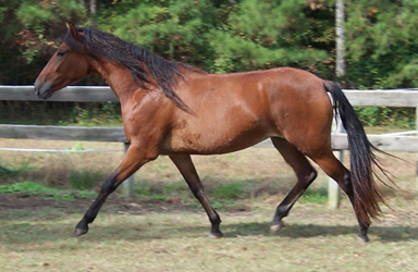 Amelia extends her stride, 10/2004 