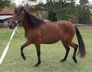 Amy being lunged - November 2005