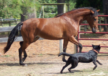 Amelia and Smut the dog play , 10/04