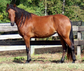 Amelia's side view conformation, 10/2004
