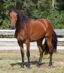 Amelia' s front view conformation, 10/2004
