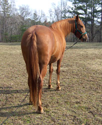 Arianna - rear view, Jan. 2006  