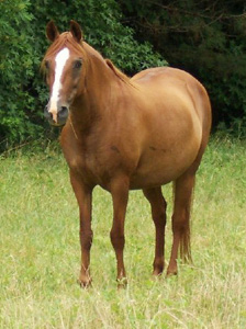 Arianna shows off her conformation in July 2005