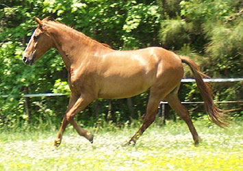 arianna cantering