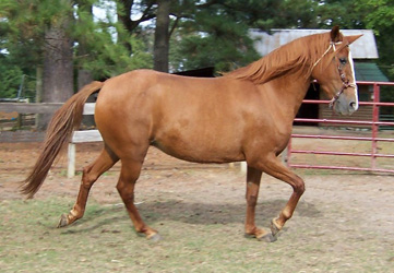 Arianna gaiting, 10/2004