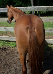 Arianna rear view conformation