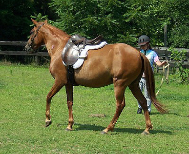 Arianna - conformation right side, 10/04
