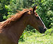 Ride a Gracia Paso Fino. Owner Ann Betts rides Rosalina de Gracia.