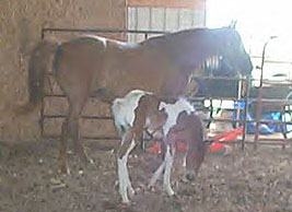 Arianna and her pinto filly. 
