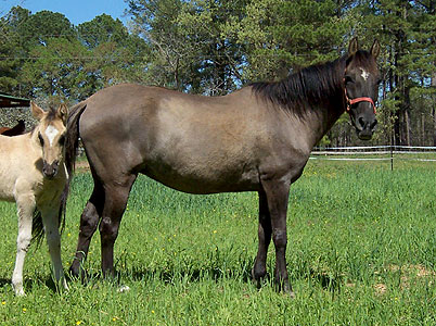 Cassie and filly