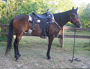 Davina working with saddle, early 2004
