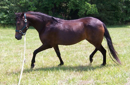 Davina being lunged
