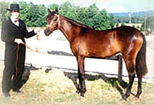 Davina as yearling at Asheville Show