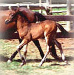 Dvaina gaits as a foal at Gracewood Farm