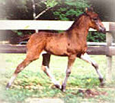 Davina showing a largo gait as a foal