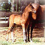 Davina as a foal