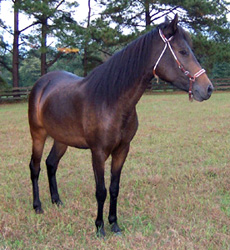 Davina, 3/4 side view, 10/2004  