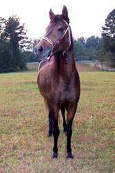 Davina front view, 10/2004