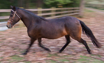 Davina showing an extended stride, 10/04