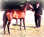 Davina at Asheville Show as a yearling