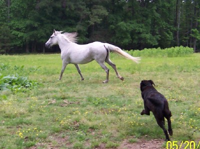 Diplomacia and Bandit