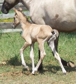 Embajador gaiting 3 days old