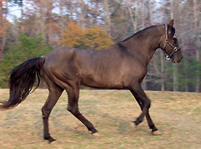 Emperador gaiting in pasture -  11/2008 