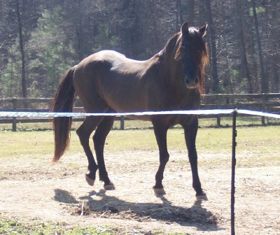 Emperador the sire
