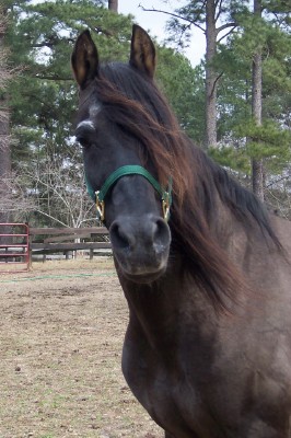 Emperador looking grand