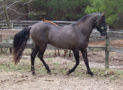 Emperador prancing and dancing, February 2005
