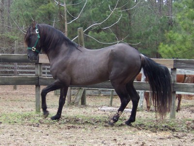 Emperador playing, Feb 2005