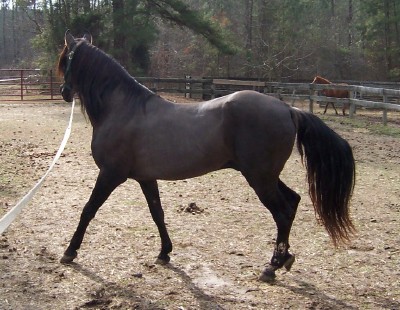 Emperador gaiting on lunge line