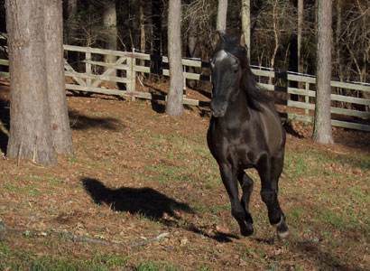 emperador running