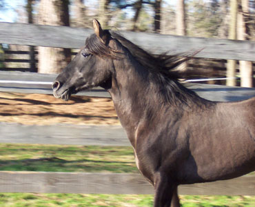 Emperador mane flying 2-5-06