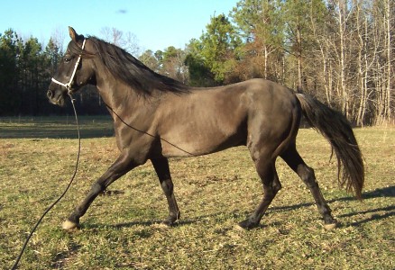Emperador showing his long stride