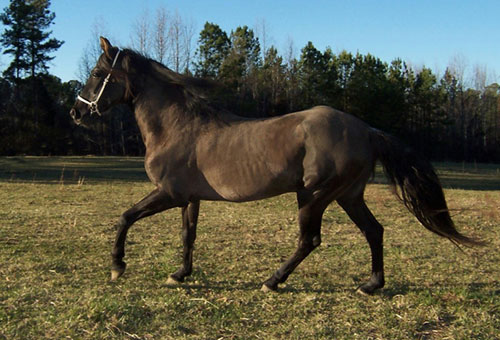 Emperador at age 26, March 2007