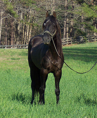 Emperador on 4-2-06
