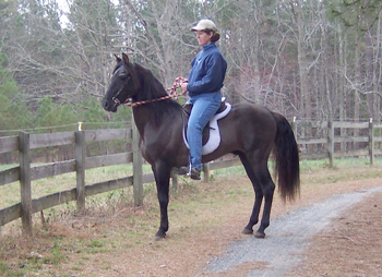 Emperador at age 24  ridden by Lynn Gallup