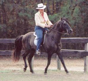 Emperador ridden by Lynn at Gracewood's Open House