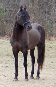 Emperador's fine conformation , Feb 2005