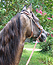 Ride a Gracia Paso Fino. Owner Ann Betts rides Rosalina de Gracia. 