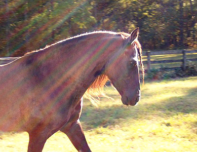 Emperador and late afternoon sun rays, October 2005