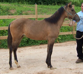 Corinna, Emperador 2003 filly