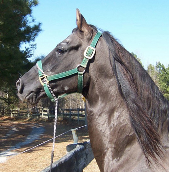 Emperador - 2005
