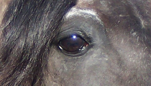 Soul and spirit of Emperador