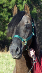 Emperador's proud beauty