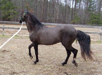 Emperador's conformation 11/2003